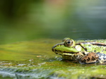 FZ008279 Marsh frog (Pelophylax ridibundus) on plank.jpg